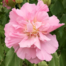 Hibiscus Mutabilis Confederate Rose Double Seeds