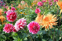House Garden-Mary Seeds for long-term planting in the Gardens