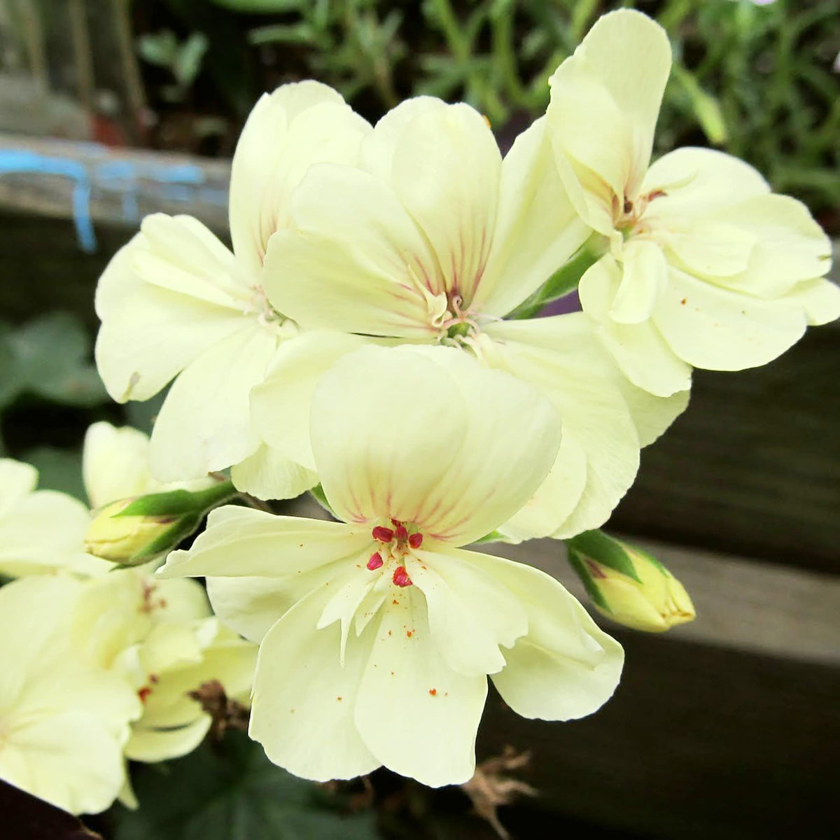 Rare Yellow Border Geranium seeds for garden planting