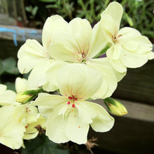 Rare Yellow Border Geranium seeds for garden planting