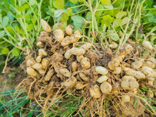 Peanut Goober Seeds (Arachis hypogaea) for a reliable harvest in the Garden