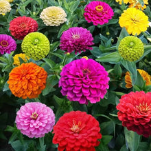 Zinnia Mix Elegans Semi Seeds for growers filling out the flower bed