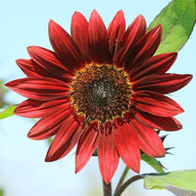 Red Sunflower Seeds (Helianthus annuus) for a lasting display in the Flower Bed & Vegetable Patch
