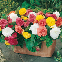 Mixed Begonia Semperflorens Seeds for reliable seasonal color