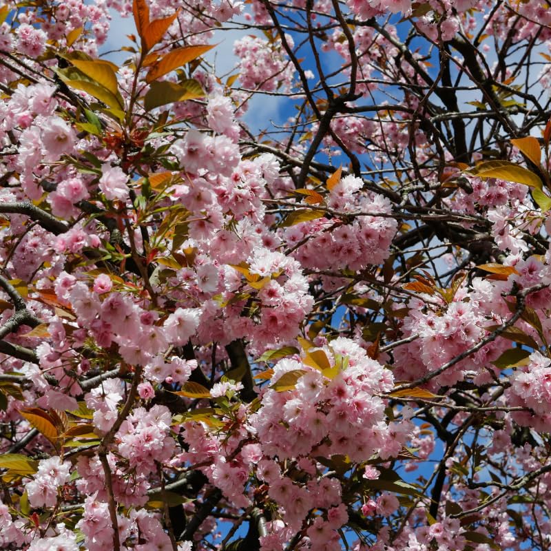 Cherry Blossom tree (Prunus serrulata) seeds for original pink flowering trees