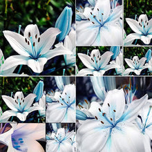 Blue heart lily Seeds (Lilium spp.) for a lasting addition to the bonsai pots or decorative planters