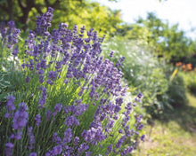 Purple Lavender Seeds for cooks growing their own fresh herbs