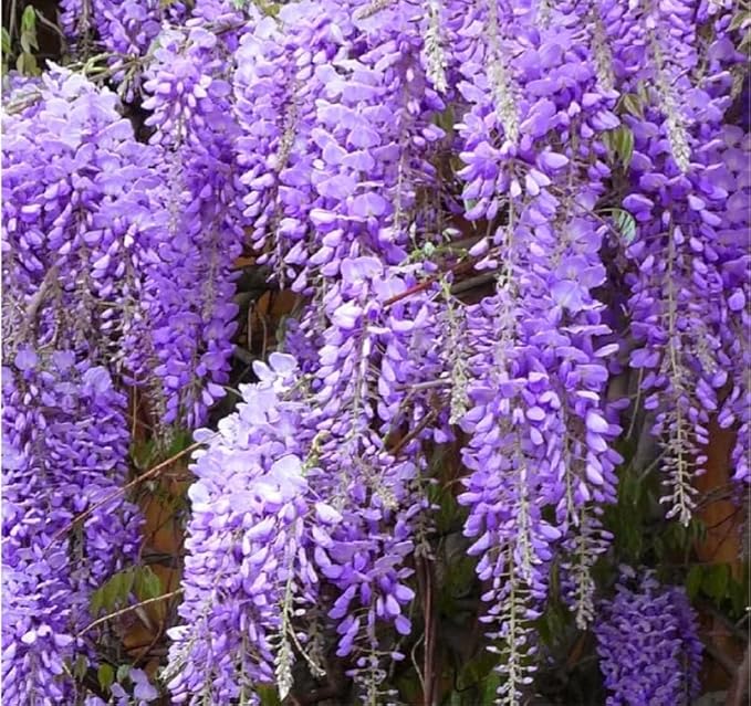 Chinese Wisteria Wisteria sinensis vine flower seeds for planting in garden arbors or bonsai pots