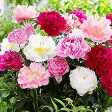 Peony Flower Seeds â€“ Large, Lush Blooms with Timeless Beauty
