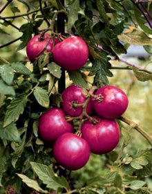 Heirloom OG Eva Purple Ball Tomato Seeds known for organically Grown, Rich Purple Tomatoes