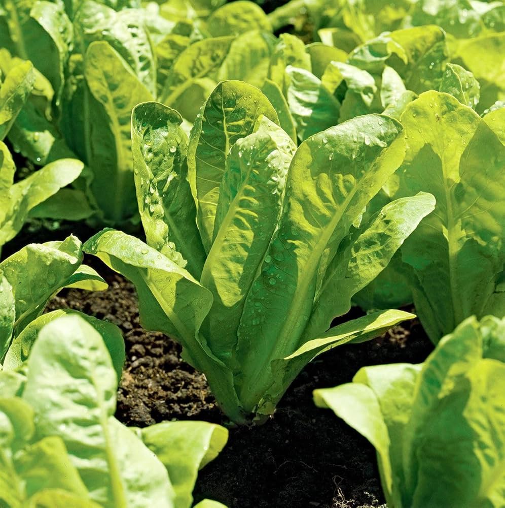 Romaine lettuce seeds super red