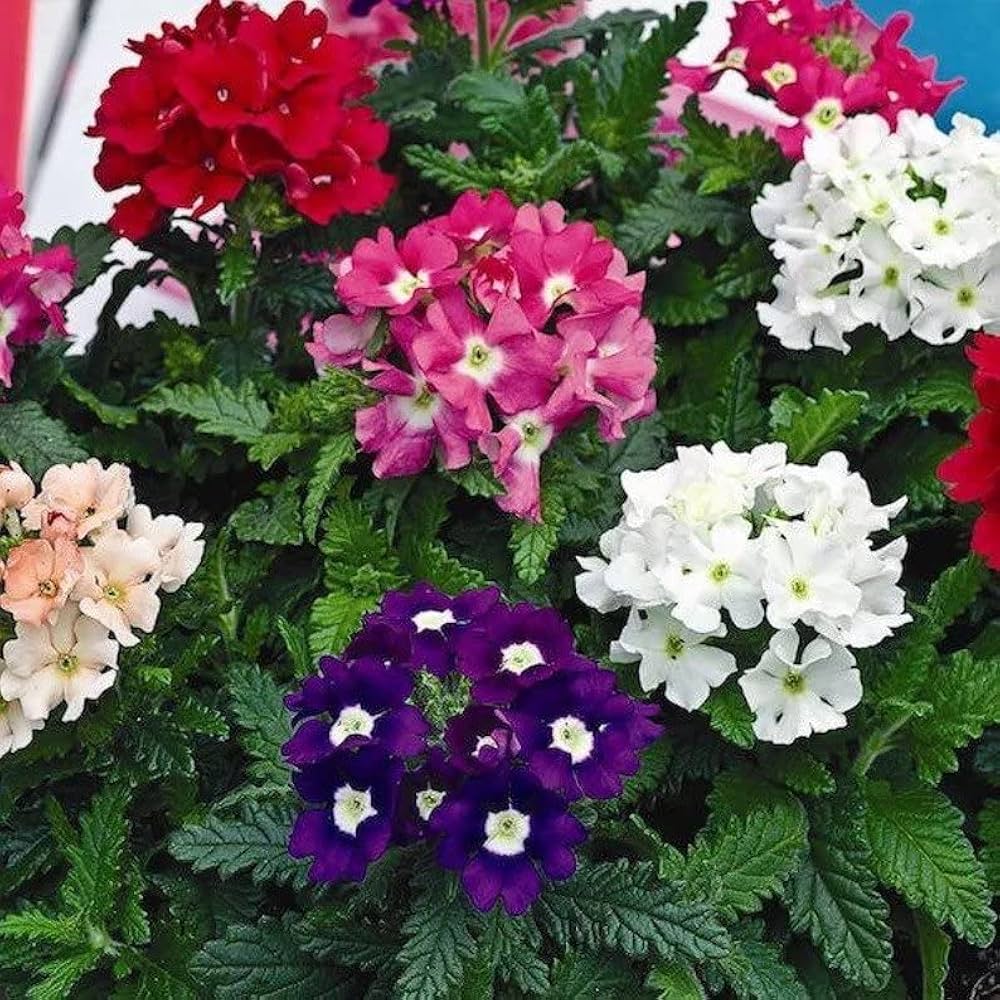 Fragrant Belle Flowers ��������� Mixed species ��������� for planting in urban balcony gardens