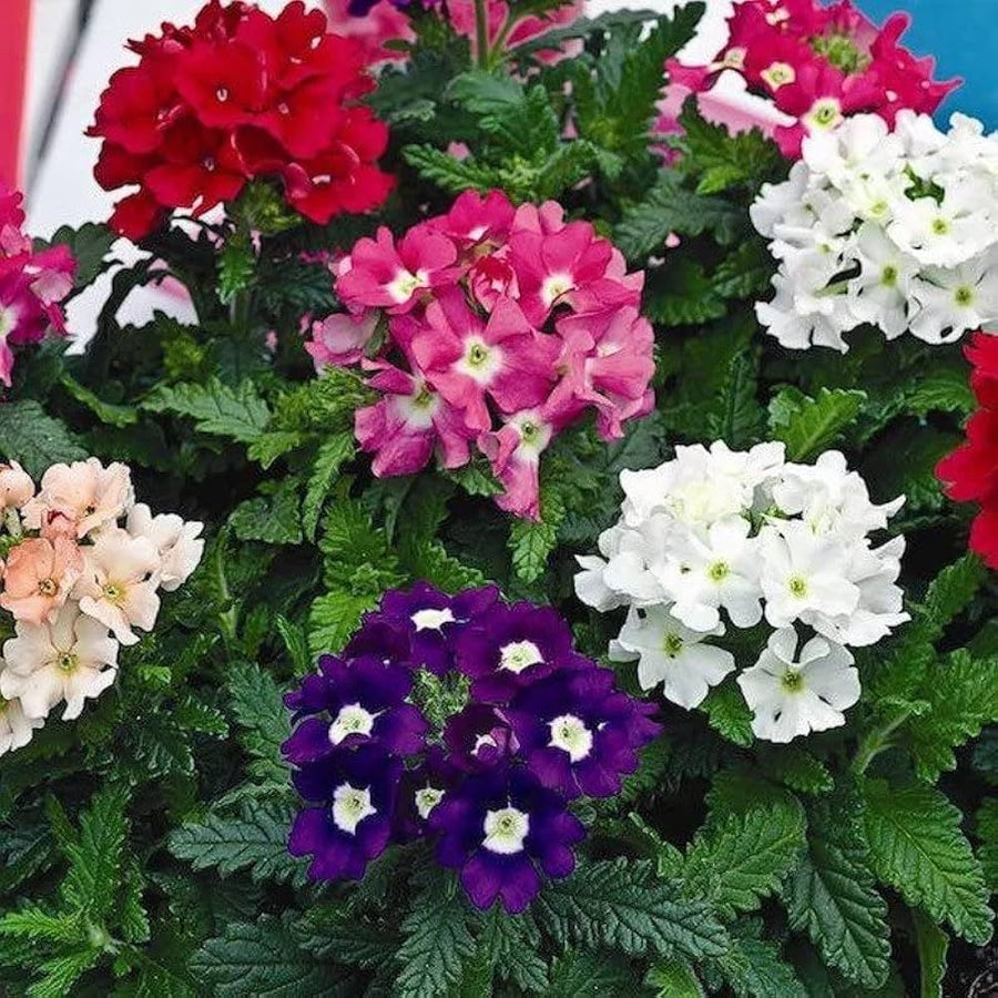 Fragrant Belle Flowers ��������� Mixed species ��������� for planting in urban balcony gardens
