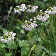Allium Cernuum Nodding Onion Seeds (Allium cernuum) for a reliable harvest in the Flower Bed