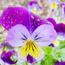 Annual Spanish Eyes Viola Witrockiana Flower Biennial Pansy Seeds for reliable seasonal color