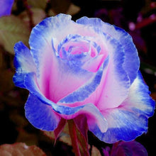 Rare Rose Seeds for reliable seasonal color
