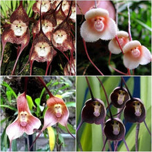 Monkey Face Orchid Dracula Simia Seeds for a colorful addition to any planting