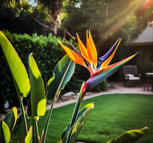 Bird of Paradise Seeds (Strelitzia reginae) for a lasting display in the tropical gardens and indoor displays