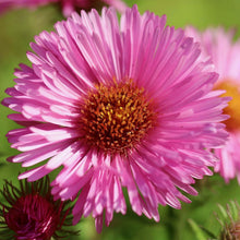 Aster Velvet Summer Mixed Colors Seeds for gardeners building out beds and borders