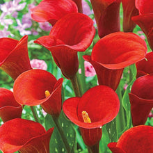Calla Lily Seeds (Zantedeschia spp.) for a bright addition to the Home Garden & Flower Bed