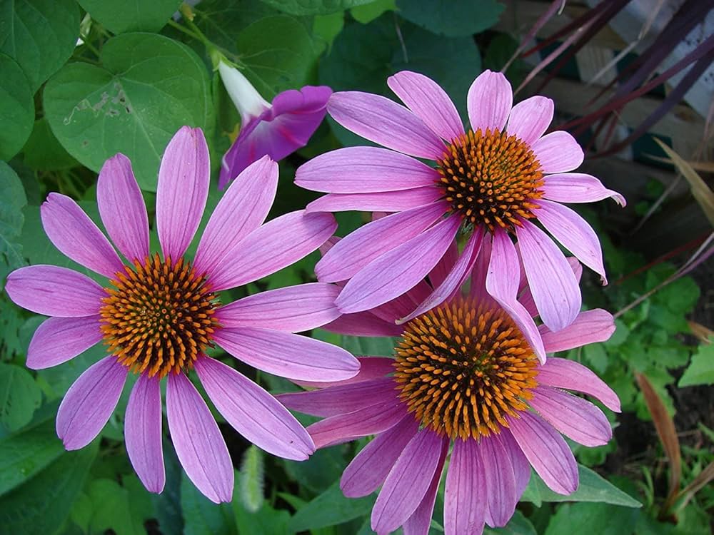 Purple Coneflower Echinacea purpurea for home garden