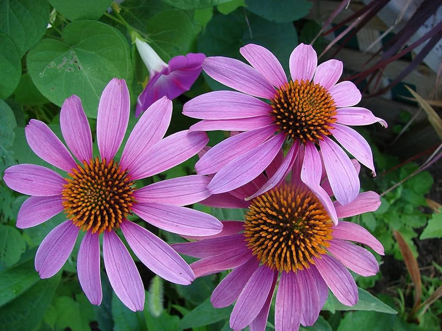 Purple Coneflower Echinacea purpurea for home garden