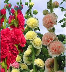 Hollyhock flower Seeds (Alcea rosea) for seasonal color across the backyard garden beds