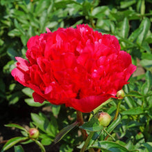 Chinese Peony Bonsai for Flower Garden Seeds for a lasting addition to the Flower Garden