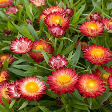Helichrysum Scarlet Flower Seeds
