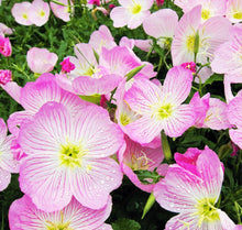 Evening Primrose Seeds (Oenothera speciosa) for colorful blooms in the Flower Home Garden