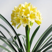 Clivia Flower ��������� Clivia miniata ��������� for planting in mixed color garden