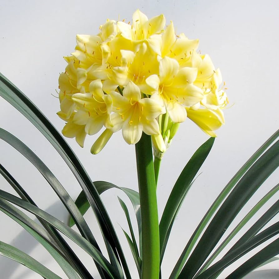 Clivia Flower ��������� Clivia miniata ��������� for planting in mixed color garden