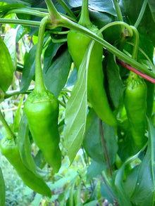 Peter Pepper Seeds for growers stocking a kitchen garden