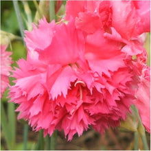 Carnation Rose Seeds (Dianthus caryophyllus) for growers filling out the Flower Bed & Garden