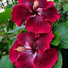 Cranberry Hardy Crush Hibiscus Seeds (Hibiscus rosa-sinensis) for growers filling out the Flower Bed