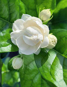 Jasmine Seeds (Jasminum spp.) for a bright addition to the gardens and landscaping
