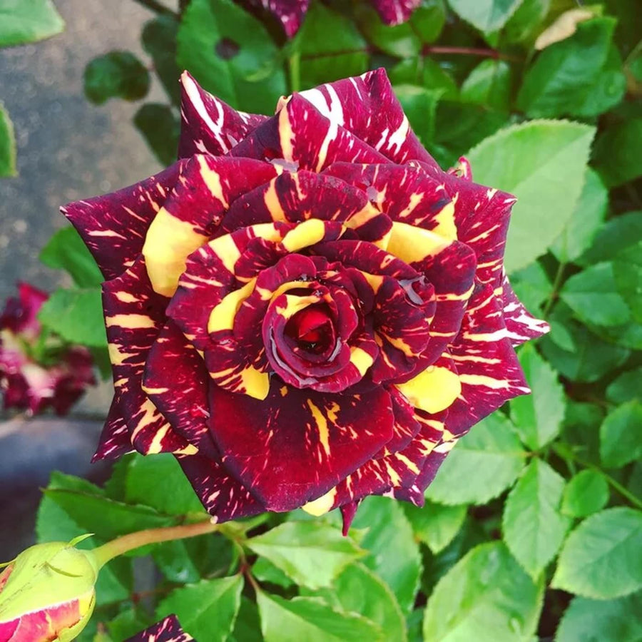 Rose Rosa Hybrida Abracadabra Flower Seeds for Planting – Unique Patterned Blooms for Home Garden Use