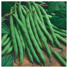 Blue Lake Bush Bean Seeds for a productive addition to the vegetable patch