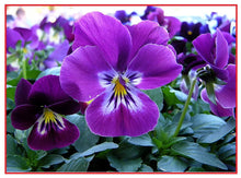 Purple Zzero Alpenglow Giant Pansy Plant Seeds for a colorful addition to any planting