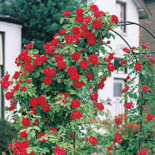 Climbing Rose Rosa Multiflora Seeds for climbing cover in the Vertical Backyard Trellises