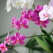 Phalaenopsis Mixed Orchid Seeds valued for home Balconies