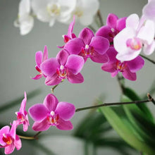 Pink Lady's Slipper Orchid Seeds prized for orchid Lovers