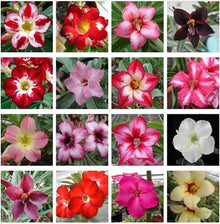 Desert Rose Adenium Obesum Seeds for a bright addition to the Indoor Balcony Garden Displays