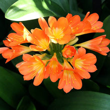 Rainbow Clivia Seeds (Clivia miniata) for a colorful addition to any planting