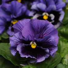 Pansy Seeds for seasonal color across the Blue Garden