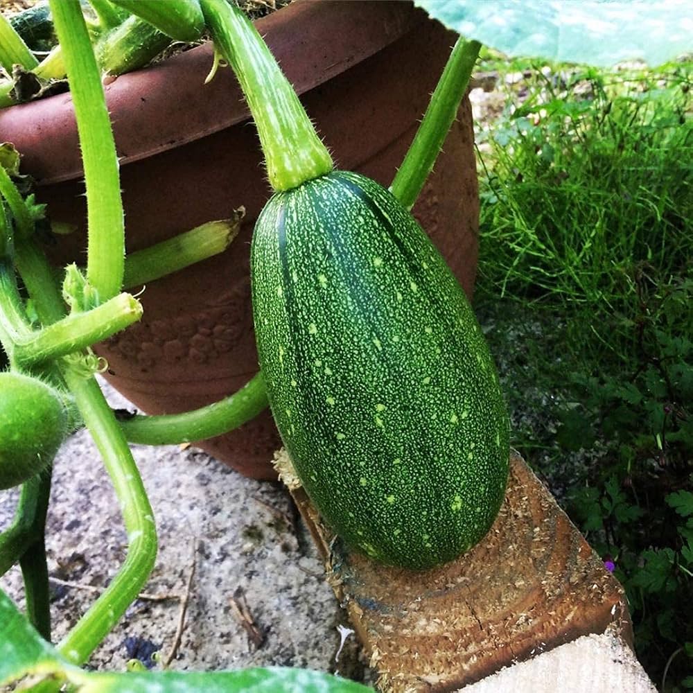 Loofah (Luffa cylindrica) sponge pumpkin seeds – for growing natural sponges in home garden