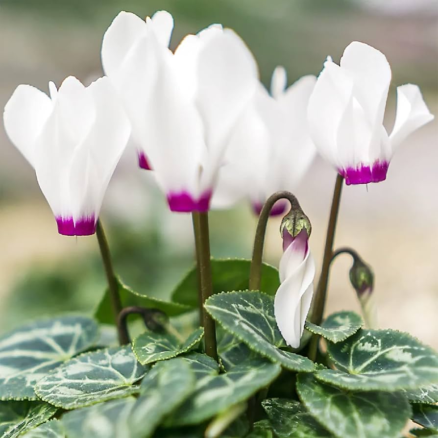 Cyclamen Cyclamen persicum flower seeds for planting in indoor pots or shaded garden spaces - for planting in home garden