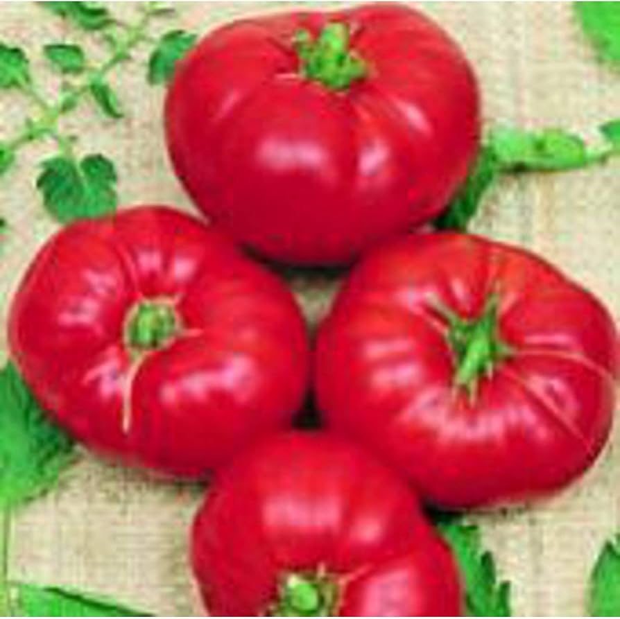 Tomato Canning for planting in home garden.