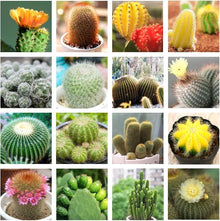 String of Seeds (Pearls succulent) valued for home décor