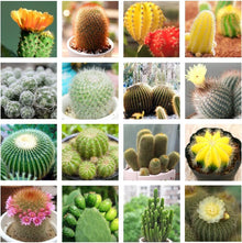 Elephant Cactus Seeds (Pachycereus pringlei) for low-maintenance growing in the desert landscaping and indoor pot gardening